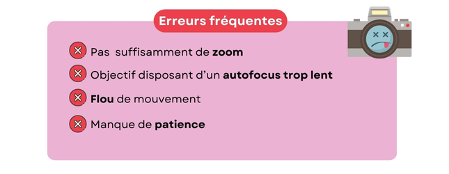 erreurs photos animaux